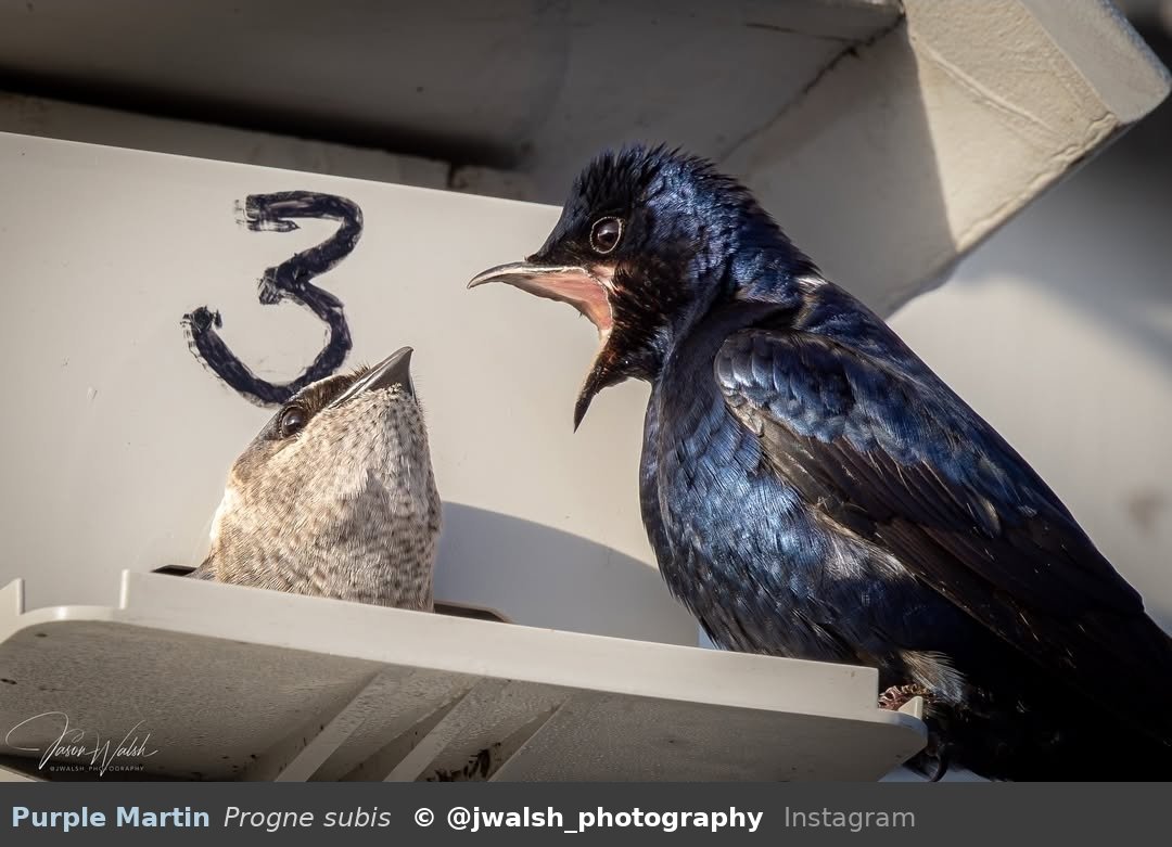 acealeam's tweet image. nice argument, unfortunately I've already depicted you as the screeching belligerent male martin and myself as the stoic unbothered female martin