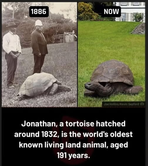 ZientekMary's tweet photo. This meme is 2 years old, so Jonathan is now 193.
He is the oldest known living land animal.
You rock Jonathan!
#savingmonarchs #JonathanTheTortoise #turtles #tortoise #animallover #reptiles https://t.co/eeenkJ1LKQ