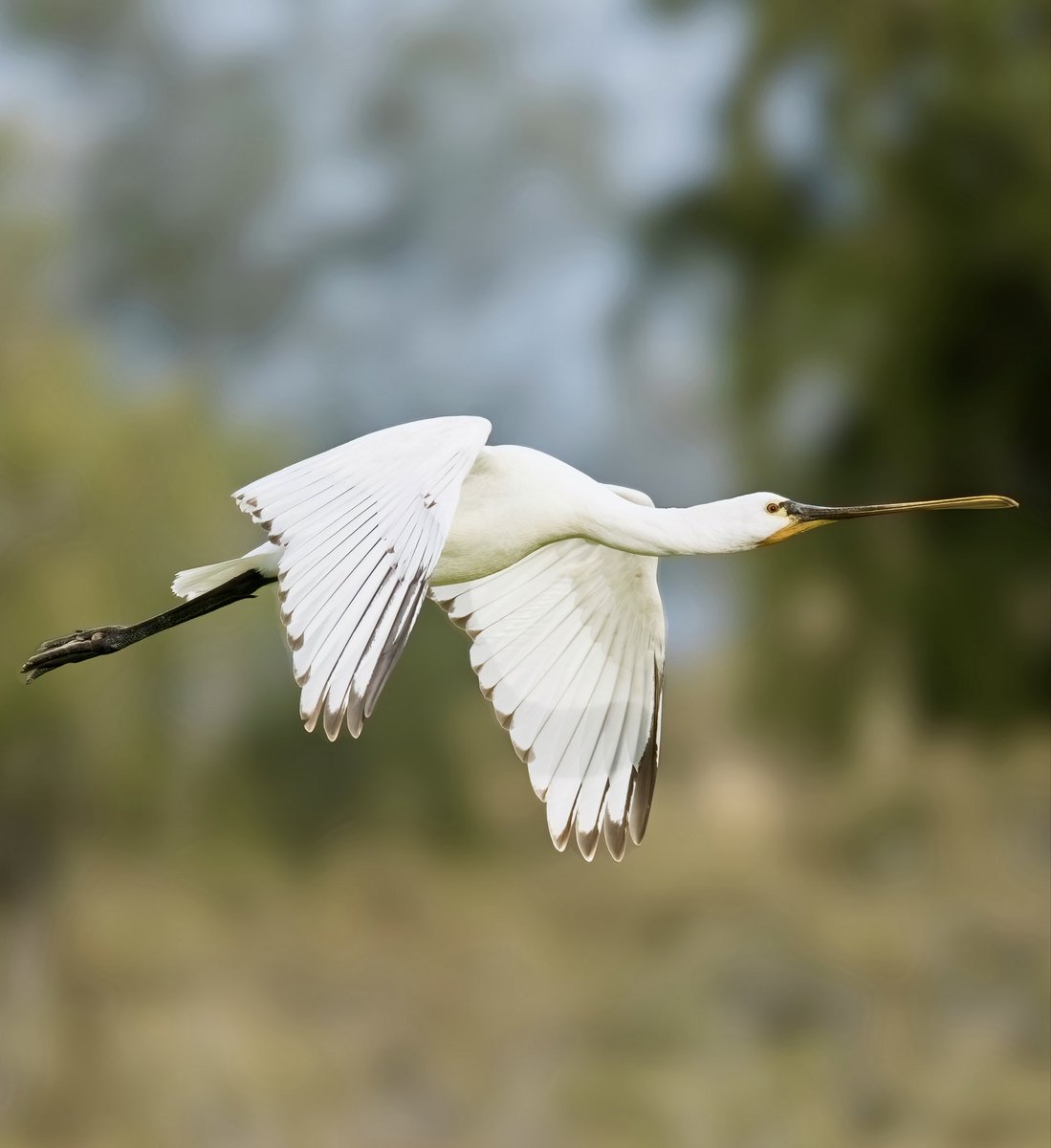 Lepelaar in vlucht - Eurasian spoonbill in flight
#lepelaar #eurasianspoonbill #dunesdemaspalomas