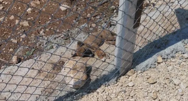 JointvoiceTR's tweet image. 📣Bolu İl Özel İdaresi Hayvan Bakımevi Ziyaretçilere Açılsın!

Bu dilekçeyi göndererek ve dilekçe kampanyasını paylaşarak bana destek olur musun?🙏 

jointvoice.com/campaign/582/