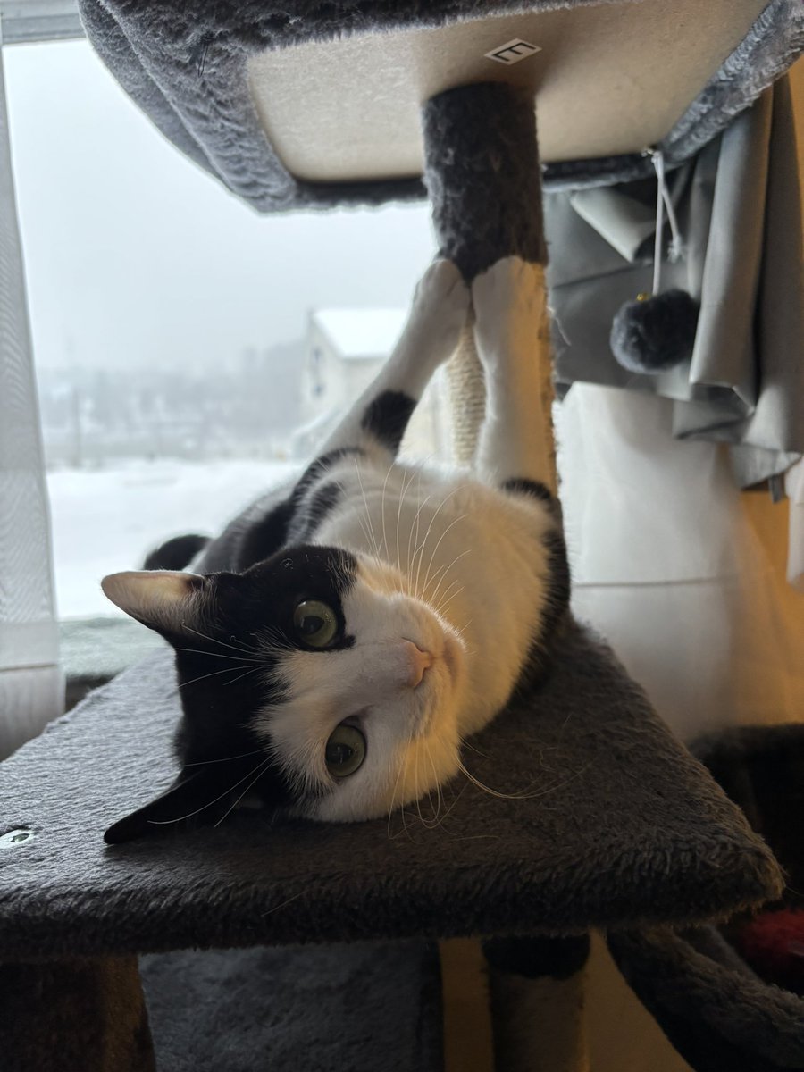 LindstheReader's tweet image. I’m having a fun snow day, but the big plow things that come through really scare me!