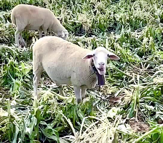 🐑 + 🌾 = 💚
Ovejas pastoreando rastrojos de maíz: → Limpian el campo → Fertilizan con su estiércol → Mejoran el suelo → Sin máquinas ni quemas → Ganaderos alimentan gratis a sus animales
Agricultura regenerativa en su máxima expresión.
#AgroRegenerativa #Sostenibilidad