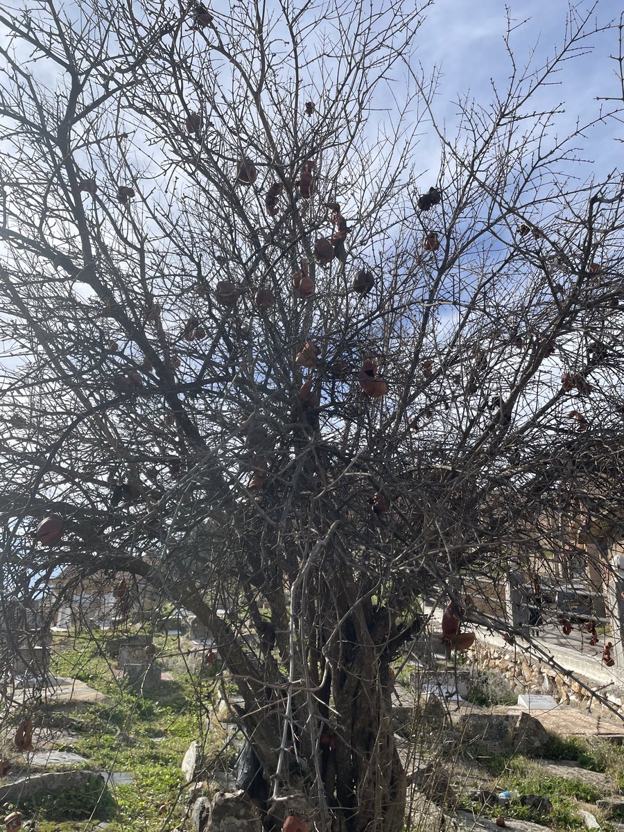 syl 🌻 tweet media