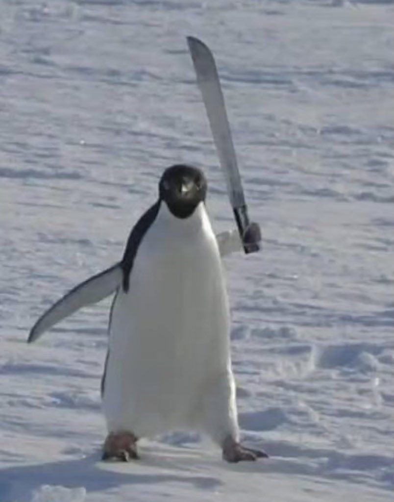 DropDem99's tweet image. $penguin