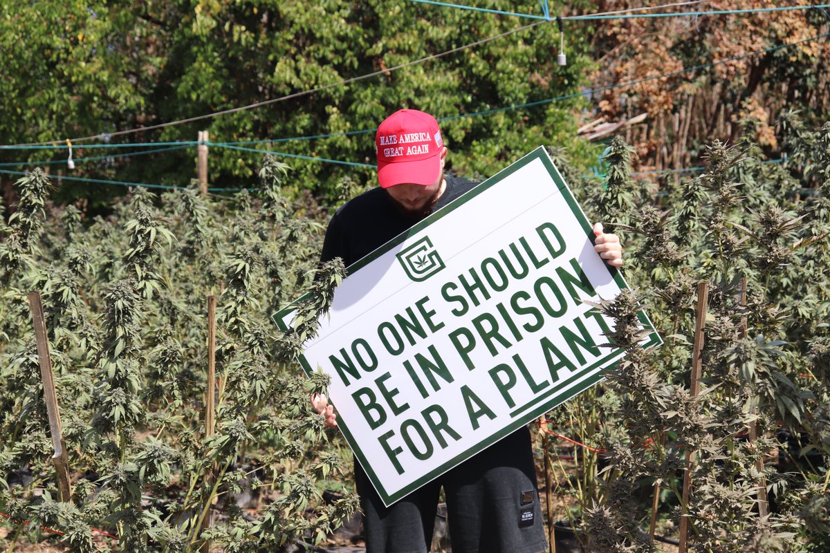 🌱✂️ Harvest vibes incoming! ✂️🌱

In just a few weeks, the first 600 plants out of the 3,000 cannabis🪴 beauties on my farm will be ready for harvest - so this lovely Sunday, I’m hosting guests again 🤠🤝

This time, my grower friends (and agents 😉) from Las Vegas dropped by to
