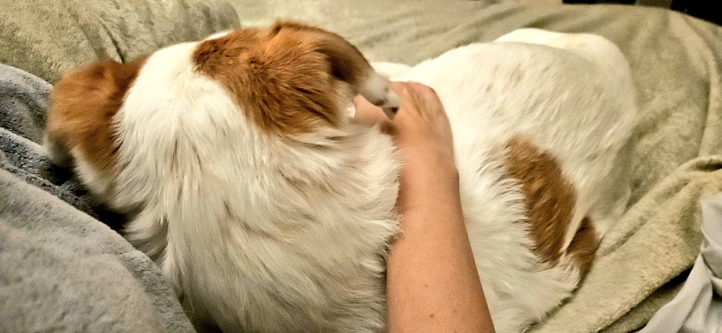 CanadianBlackBear🇨🇦 (CanadianPenny🌈) tweet media