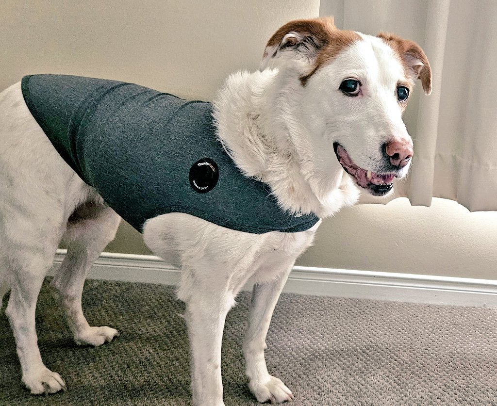 CanadianBlackBear🇨🇦 (CanadianPenny🌈) tweet media