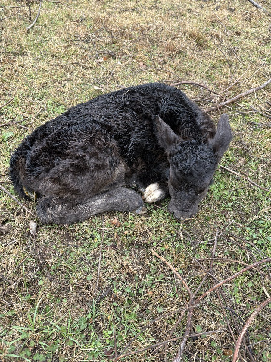 To all those commenting on the mama cow.. sure enough she had him in the middle of the night during a 4 inch rain - sleet - snow and temps going between 27 and 33.. but seems to be doing well..she has him in a place that’s out of the wind and no ice had formed on top of pipeline