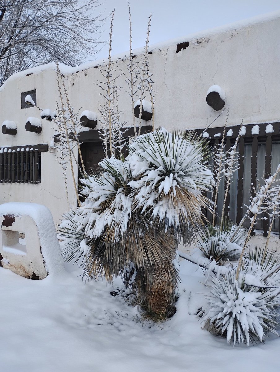 4.25" of snow with ice underneath in the Tularosa Basin, NM. #nmwx #WinterStorm2026