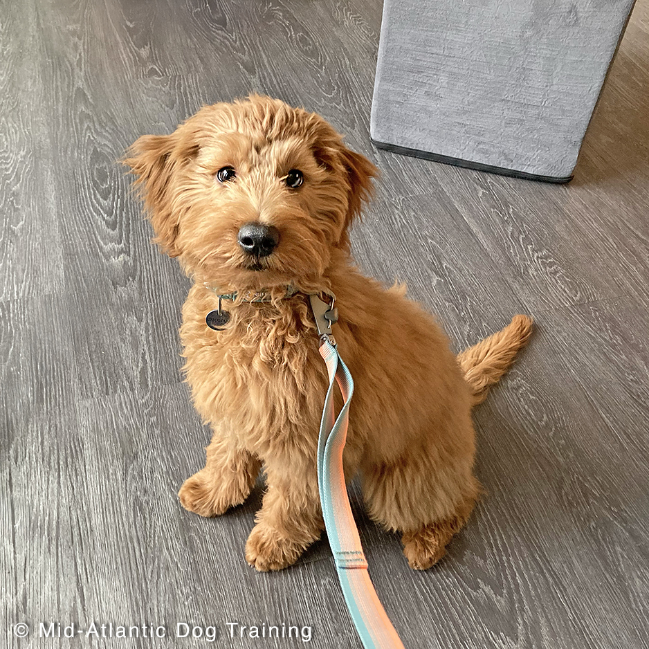 midatlanticdogs's tweet photo. 4 month Goldendoodle Ginger. Her owner has never had a dog before + was seeking help w/ training. Living in a high-rise building presents challenges, especially for housebreaking. But aside from getting outside, a consistent routine schedule for eliminating quickly resolved that. https://t.co/GmeiCWu46L