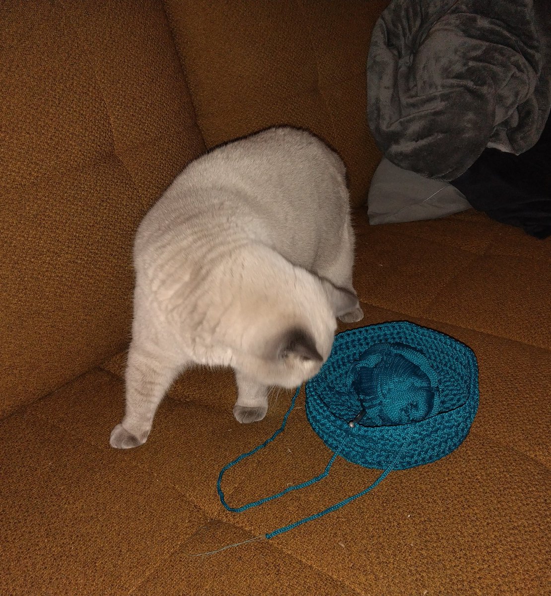Miezebiene's tweet image. Mom visited the Wool Festival 🧶🎉  and came home with funny ideas 💡 This tiny basket will never fit my furry bum! 😼 Next try! #catbasketsunday #crafting #crochet #CatsOfTwitter #SundayFunday #CatBoxSunday #Katzen