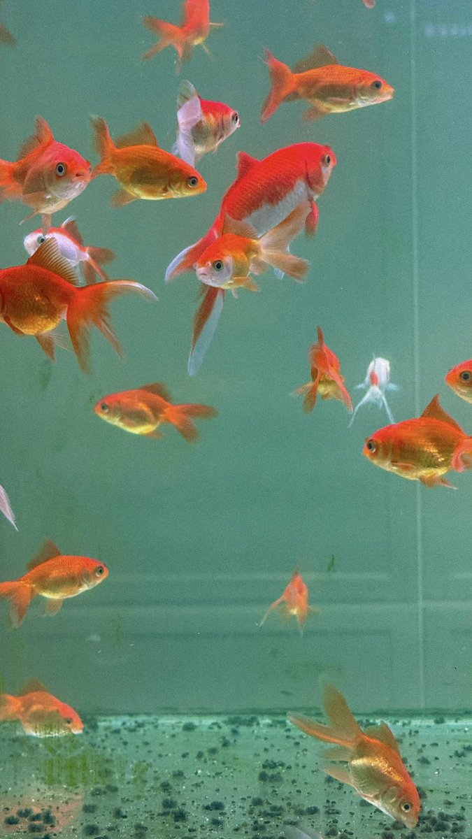 🐬˚˖𓍢ִ໋ 🐋✧˚.🐟⋆