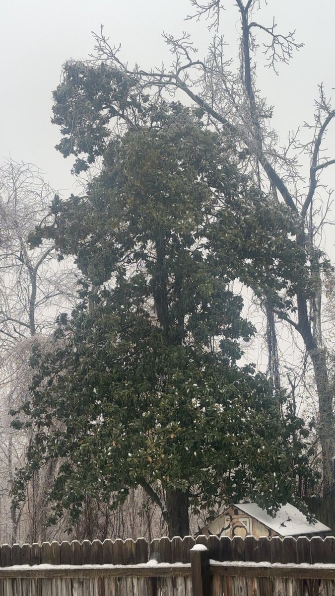coreyd0120's tweet photo. The trees are very heavy here in Corbin and starting to come down branch by branch and the freezing rain is still pouring down @Kentuckyweather https://t.co/5eTY3EVh0W