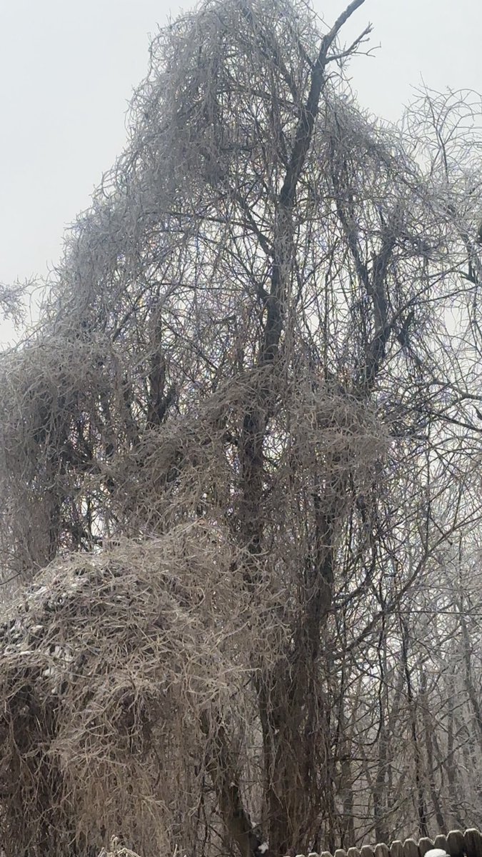 coreyd0120's tweet photo. The trees are very heavy here in Corbin and starting to come down branch by branch and the freezing rain is still pouring down @Kentuckyweather https://t.co/5eTY3EVh0W