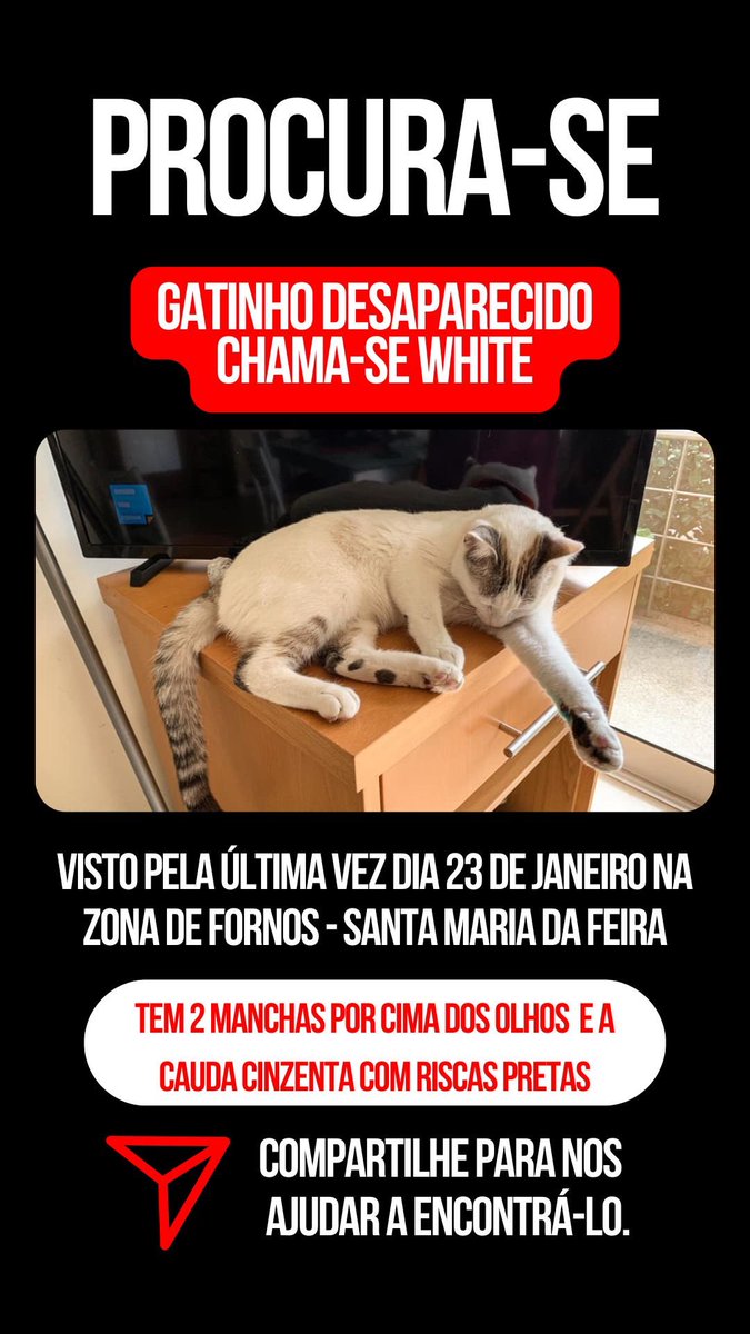 tiagofilipe96's tweet photo. 🚨 DESAPARECIDO 🚨 

O meu gato desapareceu no dia 23/01, foi visto pela última vez ao final da tarde na zona de Fornos, Santa Maria da Feira 

o White tem manchas por cima dos olhos, tem olhos azuis e cauda cinzenta com riscas pretas. Eu agradecia imenso se pudessem dar rt. Obrigado a todos
