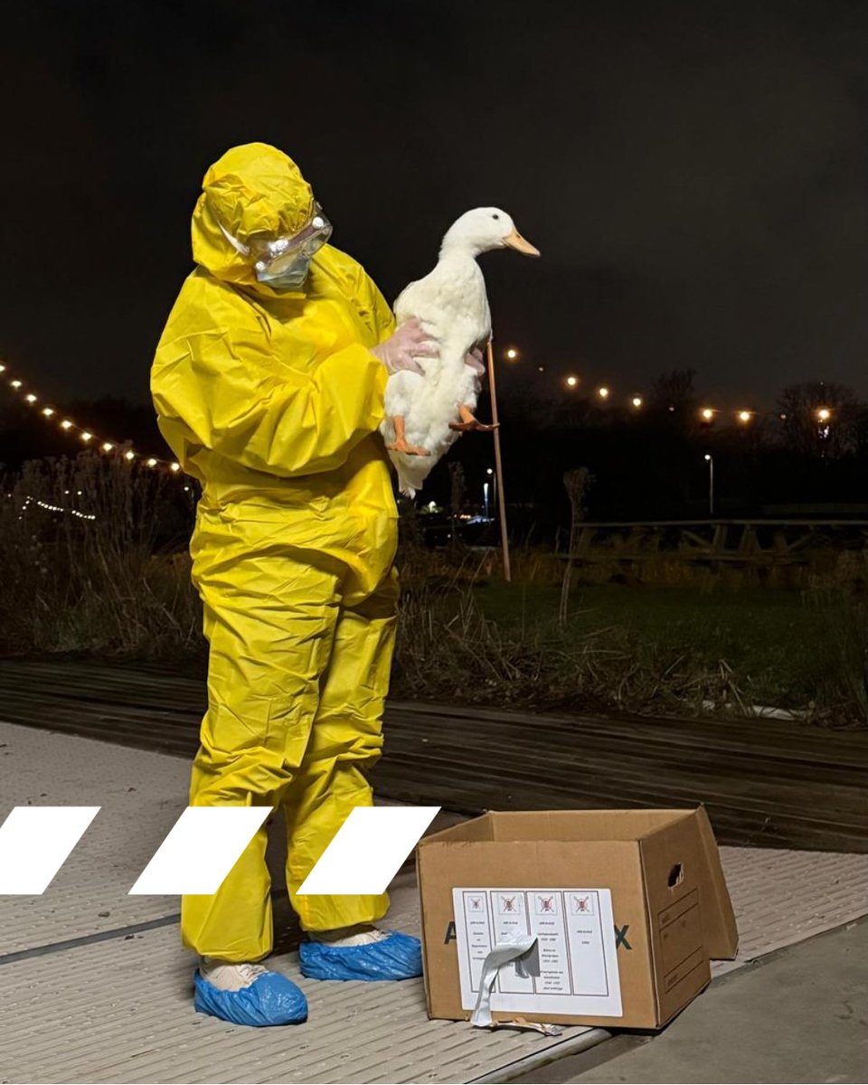 Dierenambulance Amsterdam tweet media