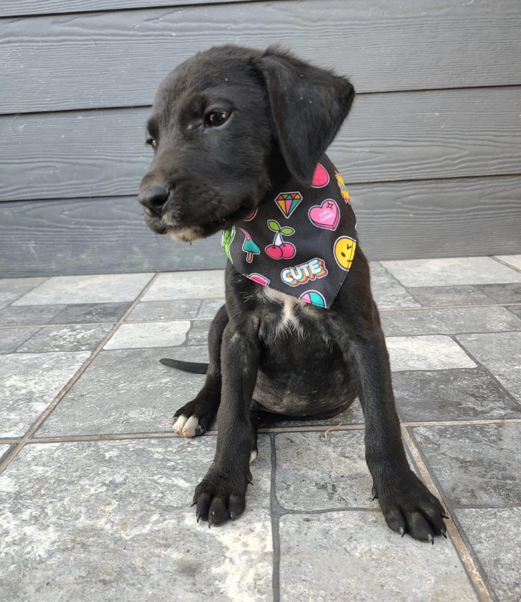 Bello bebito, de dos meses, en adopción responsable. Será de tamaño pequeño a mediano. Se encuentra desparasitado y pronto será vacunado. Si deseas darle un hogar, comunícate al +56979128668. Favor RT!
#Paine