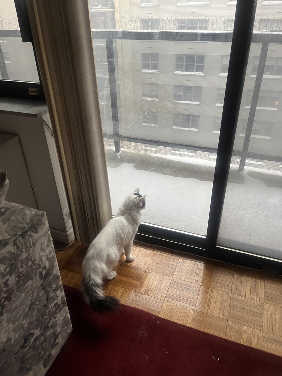 DGLebowitz's tweet image. Nova checks out the snow.