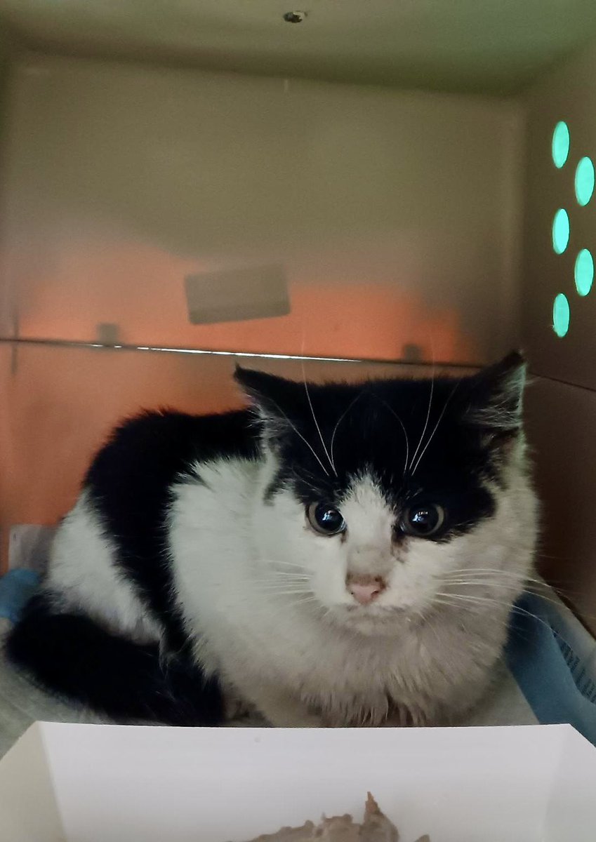 ProjectMEOW's tweet image. They’re now warm, safe, and indoors, and a plan is underway to TNR the remaining cats in the alley. Want to help? Email volunteers@projectmeow.org.
#ProjectMEOW #WestPhillyCats #RescueCats #TeamMEOWRocks #TNRWorks #FosteringSavesLives #Kittens (2)