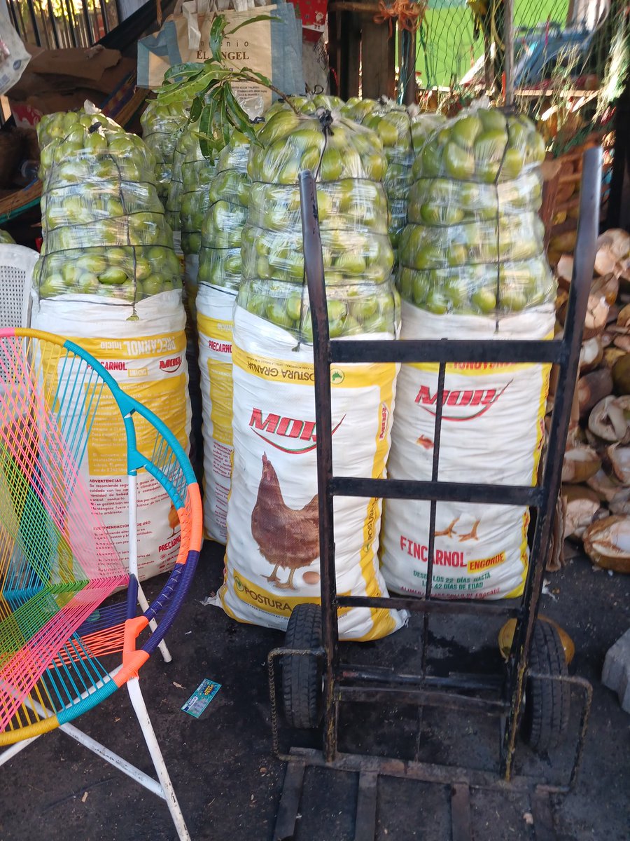 RafaelEFlores3's tweet photo. En esta época es una belleza ir: mangos, mandarinas, jicamas en la cantidad que quiera.
Una muestra
#YoComproLocal https://t.co/dtICl50zug