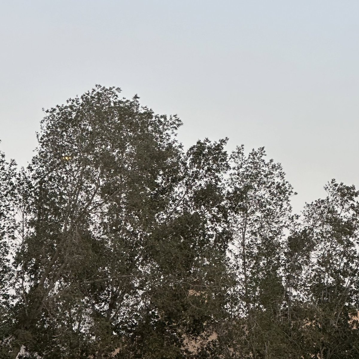 _ea04's tweet image. بعد دوام طويل وجوع شديد،مكرونة باشميل😋