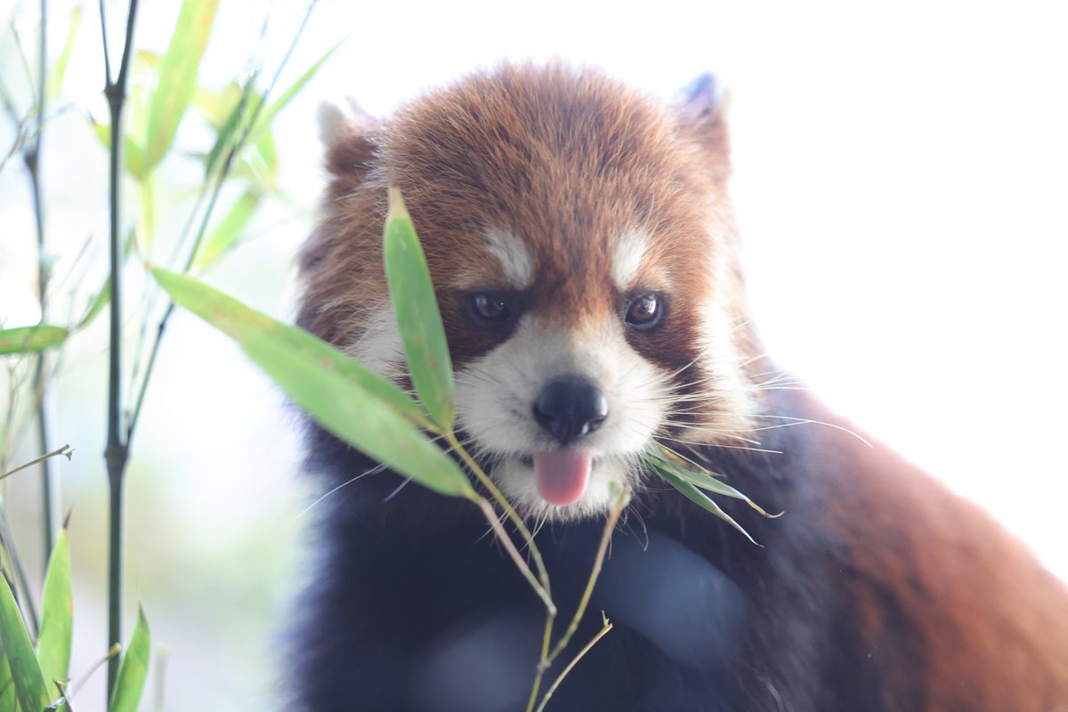 いただきます 20260125 sun #ズーラシア #ヒナギク #レッサーパンダ