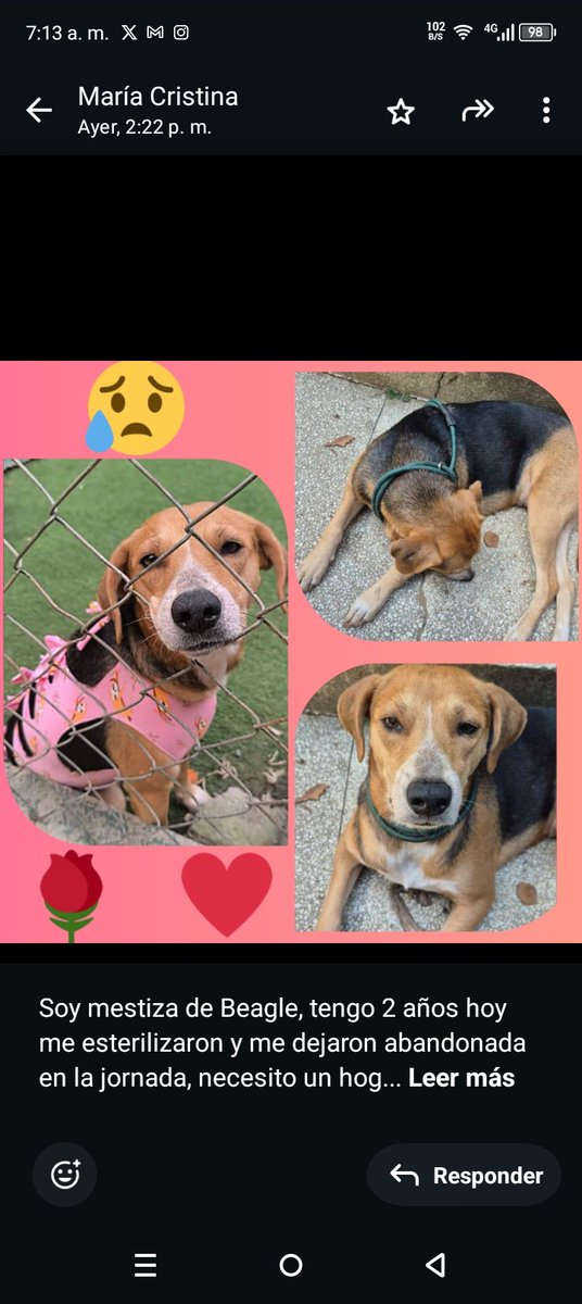 Busca un  hogar amoroso y responsable URGENTE RP <a href="/leonorgedeon/">Leoged</a>: Nena abandonada en jornada.Mestiza de Beagle.Busca fam. En Caracas.