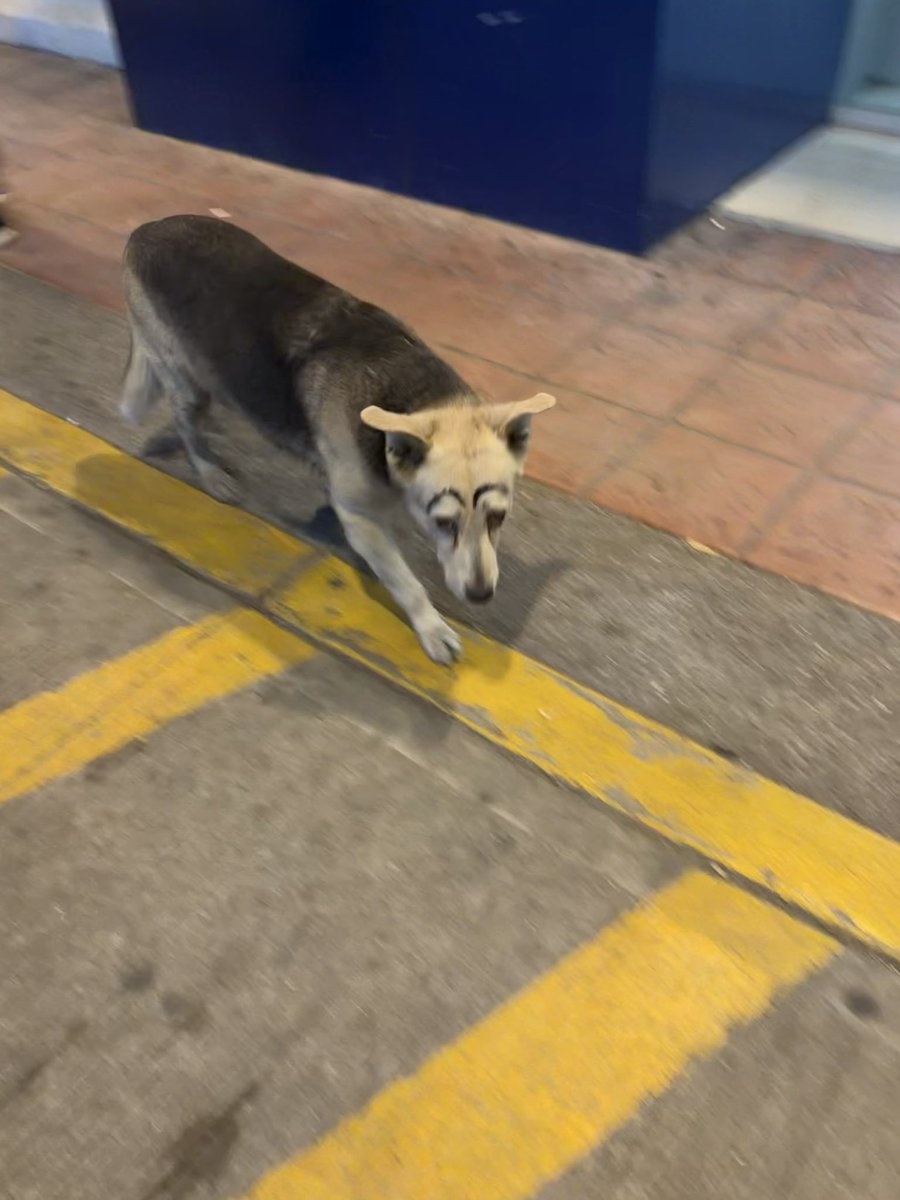 dalcz's tweet image. Ayer en el hospital me topé con este elegante caballero.