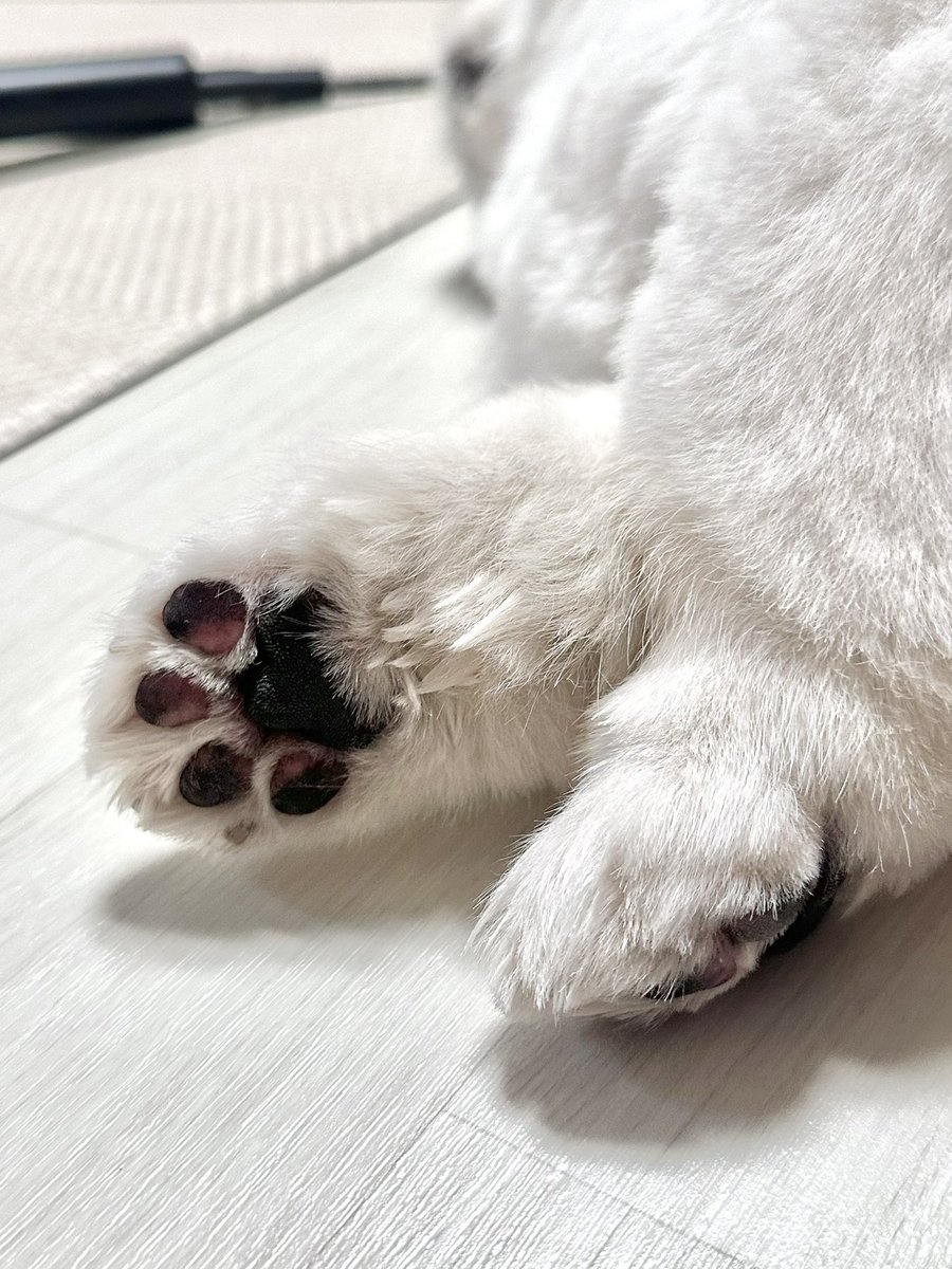 꼬순내... 맡아보시렵니까...,,?
자신 있는 분만 도전해주세요.....