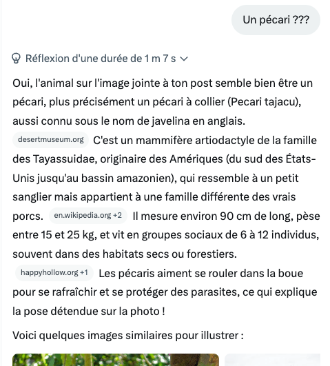 FrancAller_info's tweet photo. Le saviez-vous ?
Selon @grok, l'image que j'ai postée est un pécari, et non un sus scrofa ☝️
Il est formel, même confronté à d'autres #IA (à défaut d'en avoir jamais vu un en vrai).
Mais continuez à demander à #Grok, les gens, c'est cool...
#TwitterFail #X
#RendsLePiaf #Elon https://t.co/LNHtDOpeAj