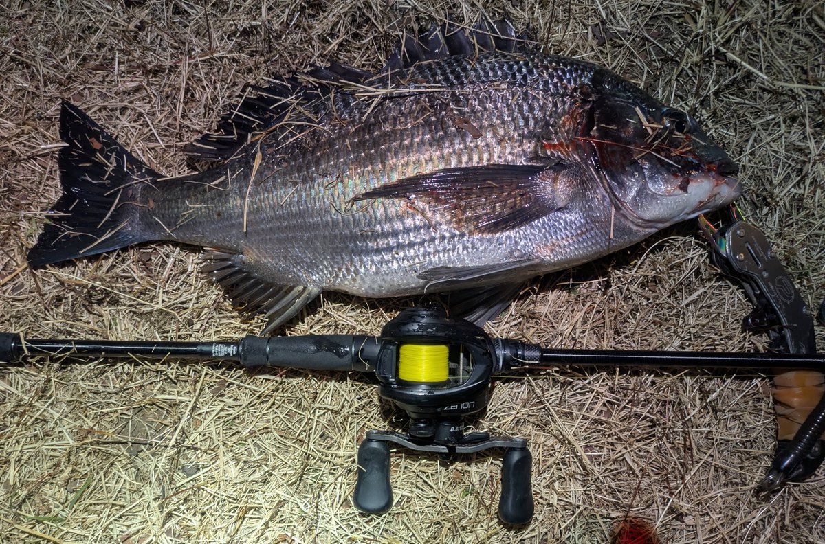 ナイトデビュー