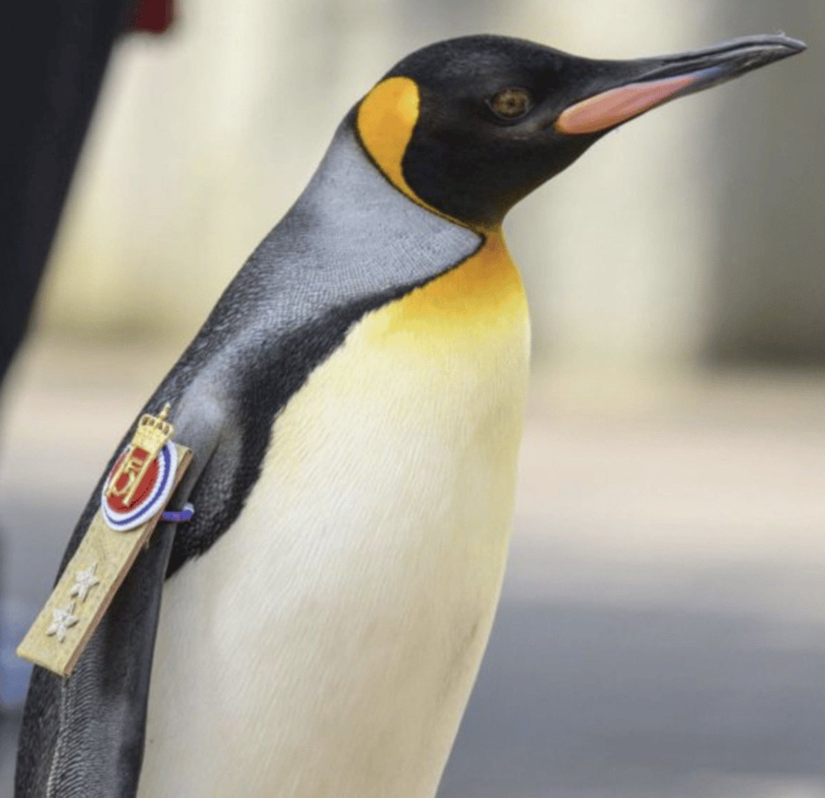 One of a kind gem $NILS with the badge 
Millions imo or the market is so wrong 🔥🚀