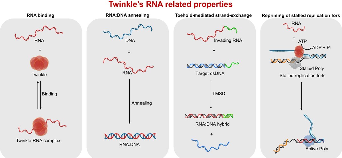 Catalina Vasilescu, PhD tweet media