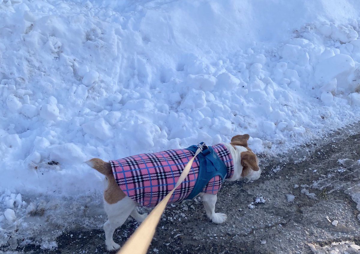 DaisyMaeJack's tweet photo. Got in a quick pawtrol dis morning. All clear. Too cold for zombies. Snow has started. Sigh. Let’s hope da Patriots give us a win! 🤞🏻🏈🥶❄️❄️❄️❄️❄️☃️🐾♥️ #snowmageddon2026 #bittercold #dogsofX #GoPats https://t.co/ppV984IIIj
