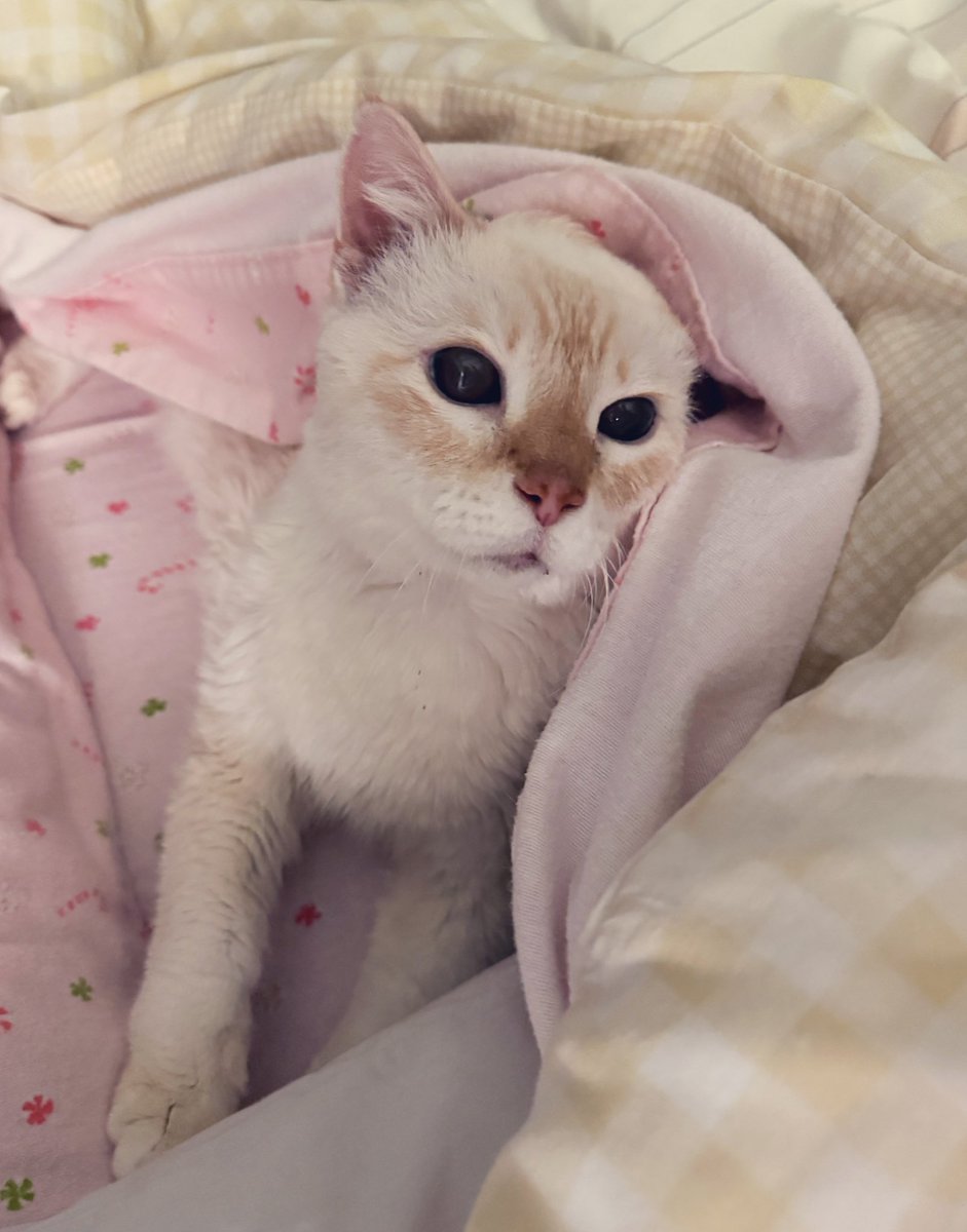 Tuffy the Cat tweet media