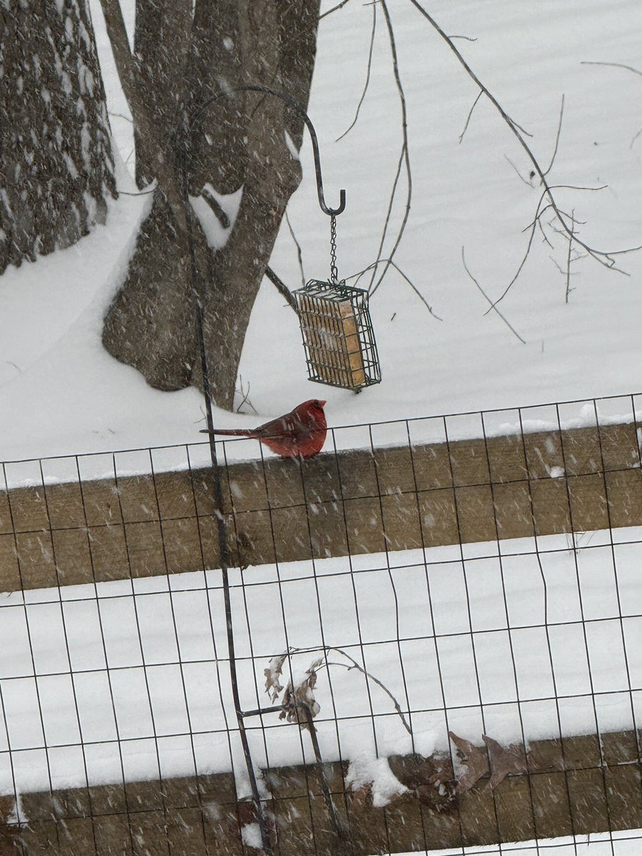 Chrissie tweet media