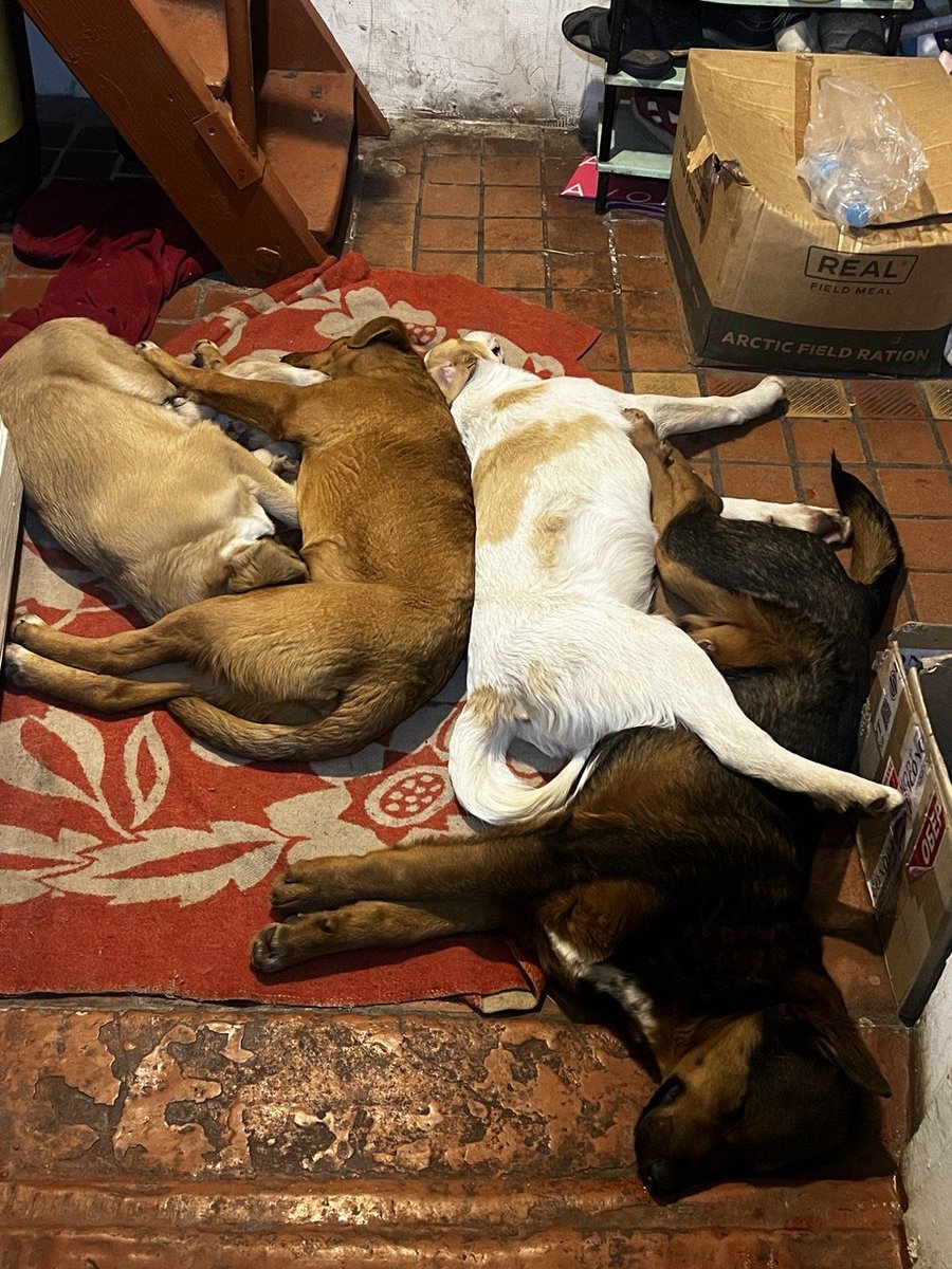 L_Navizhena's tweet image. Чудові бойові собаки, прямісінько з передової 
Задарма! 3 дівчинки і 1 хлоп, по 5 місяців 
Допомога в стерилізації та річний абонемент на харчування, привезуть у будь-яку точку України
Візьміть собі, поширте допис 
Цим дітям треба дім і родина 🥹❤️