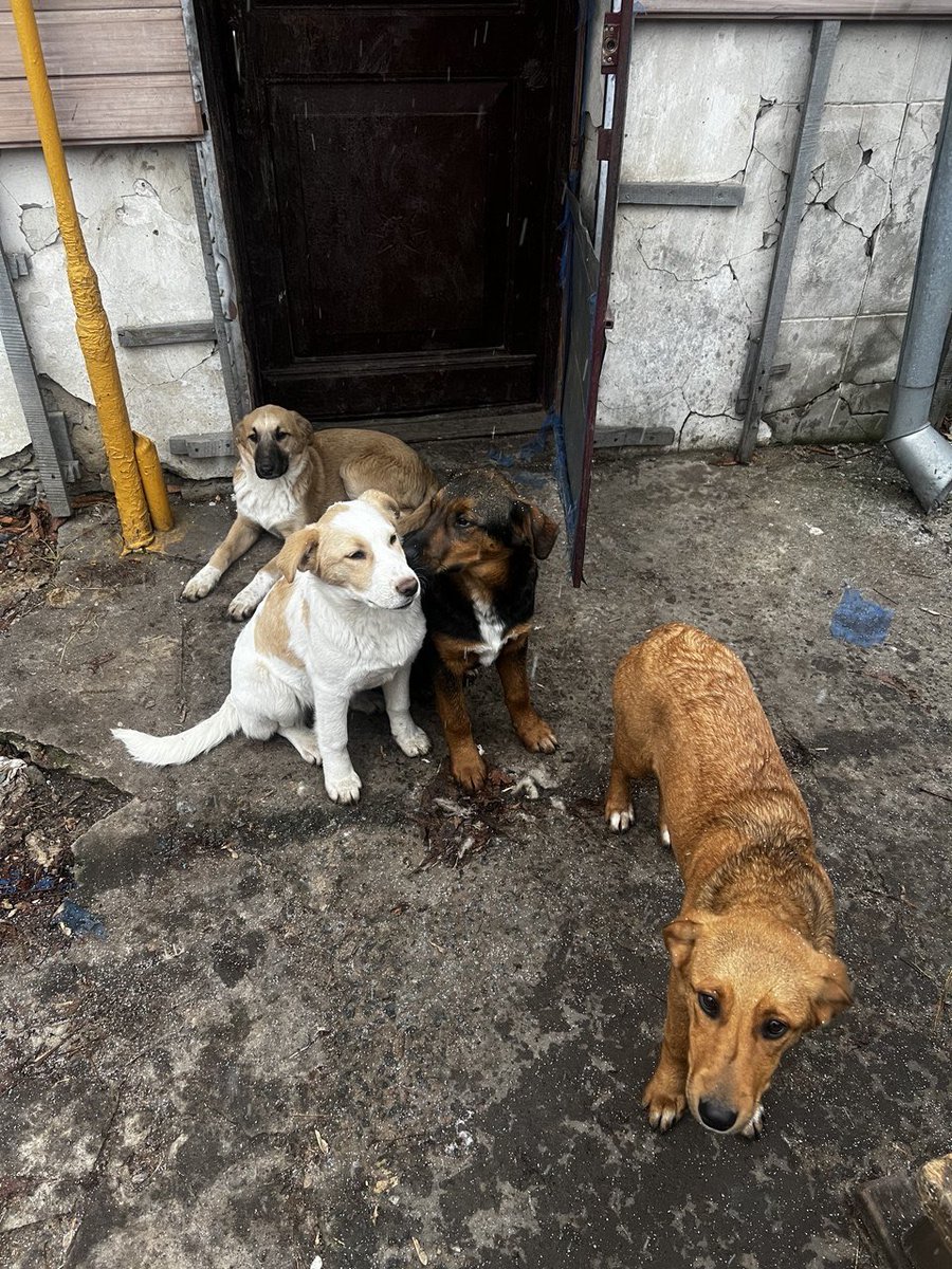 L_Navizhena's tweet image. Чудові бойові собаки, прямісінько з передової 
Задарма! 3 дівчинки і 1 хлоп, по 5 місяців 
Допомога в стерилізації та річний абонемент на харчування, привезуть у будь-яку точку України
Візьміть собі, поширте допис 
Цим дітям треба дім і родина 🥹❤️