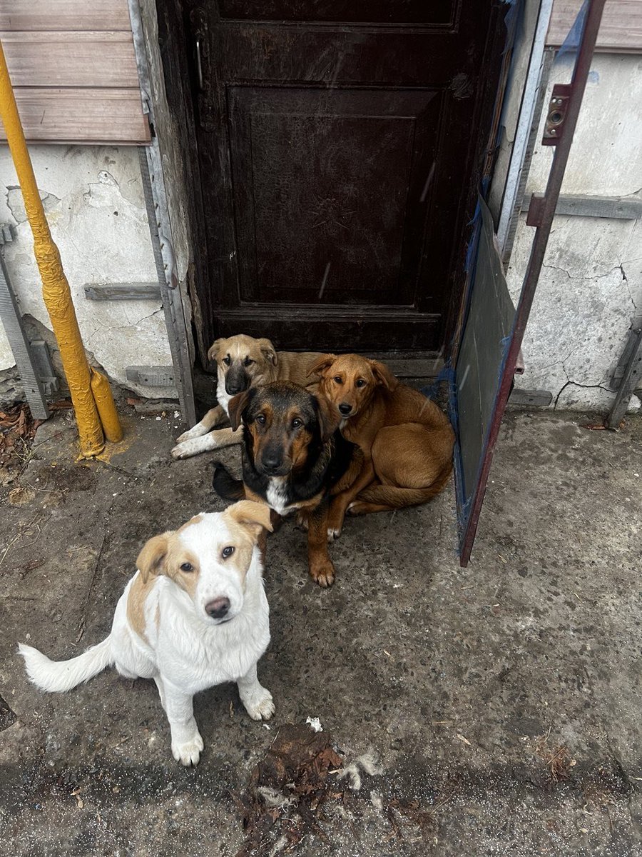 L_Navizhena's tweet image. Чудові бойові собаки, прямісінько з передової 
Задарма! 3 дівчинки і 1 хлоп, по 5 місяців 
Допомога в стерилізації та річний абонемент на харчування, привезуть у будь-яку точку України
Візьміть собі, поширте допис 
Цим дітям треба дім і родина 🥹❤️