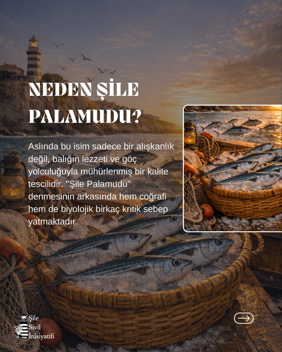 SileSivil's tweet photo. Neden Şile Palamudu? https://t.co/kVmGAIaemh