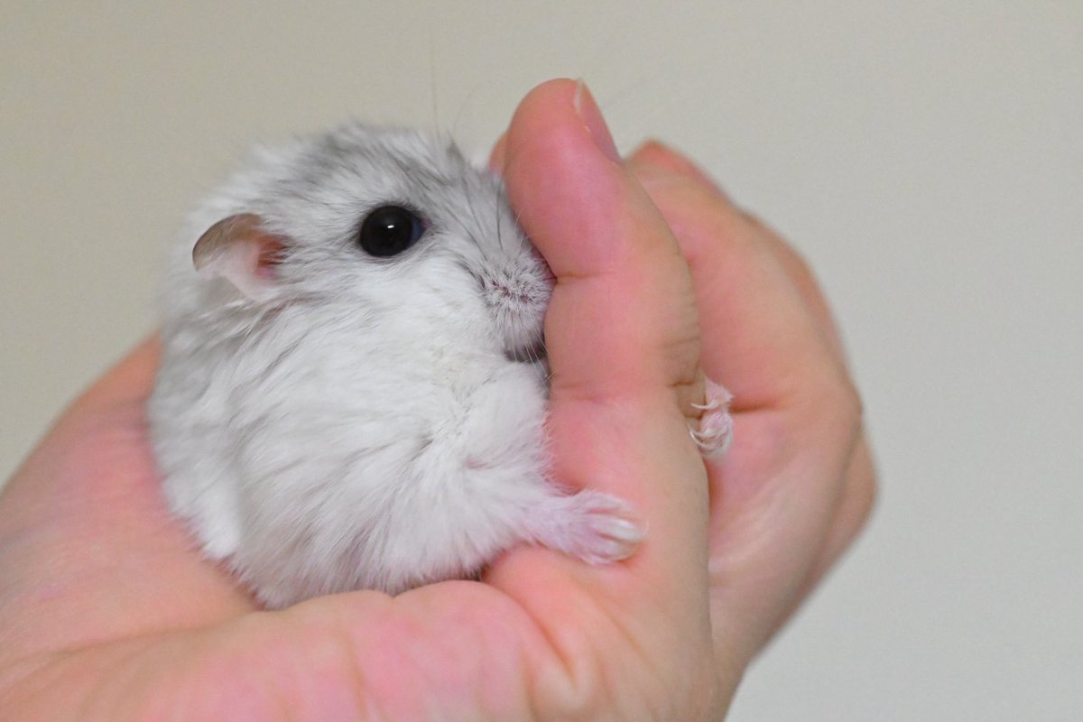 ジャンガリーズハムスター tweet media