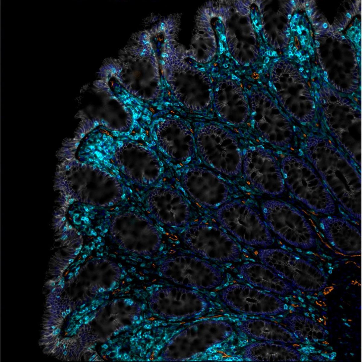 International Cell Senescence Association tweet media
