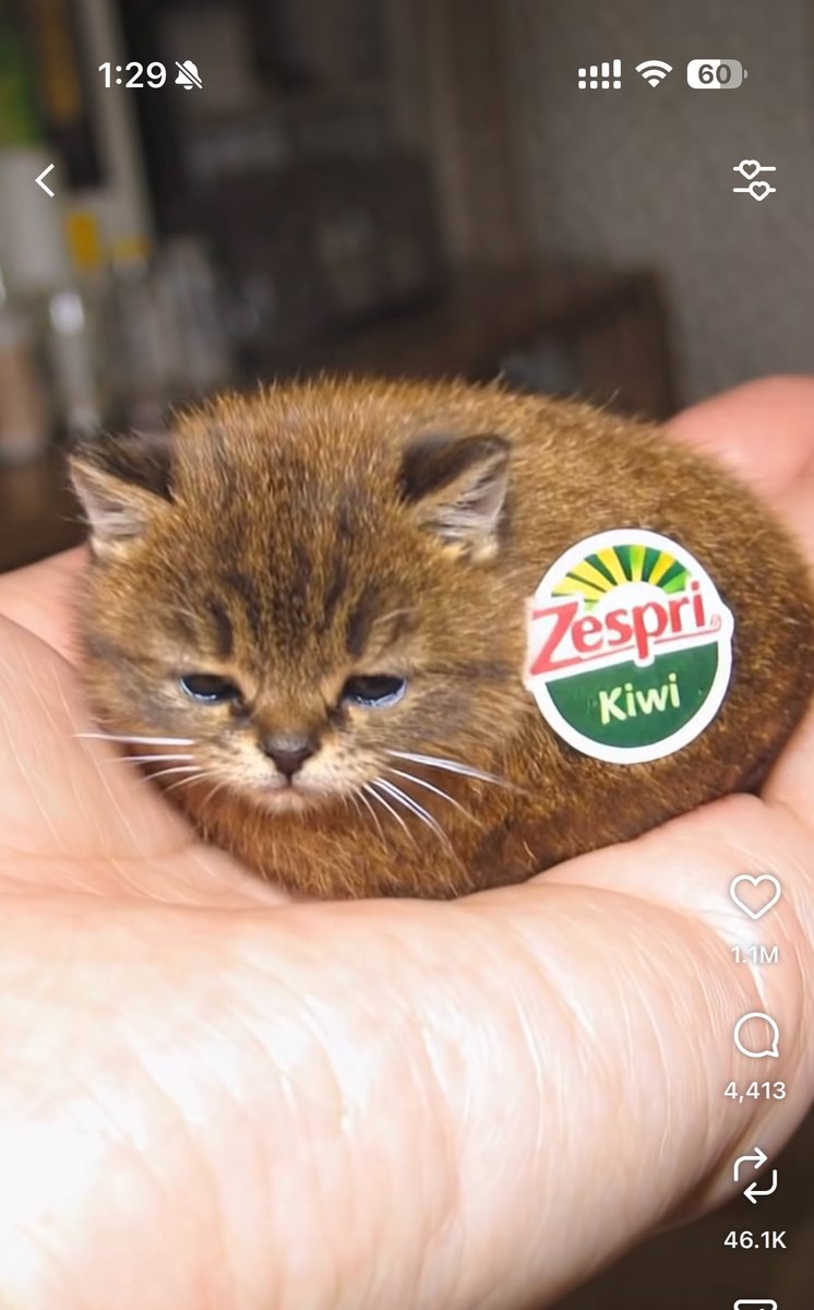 Miss Sachi tweet media