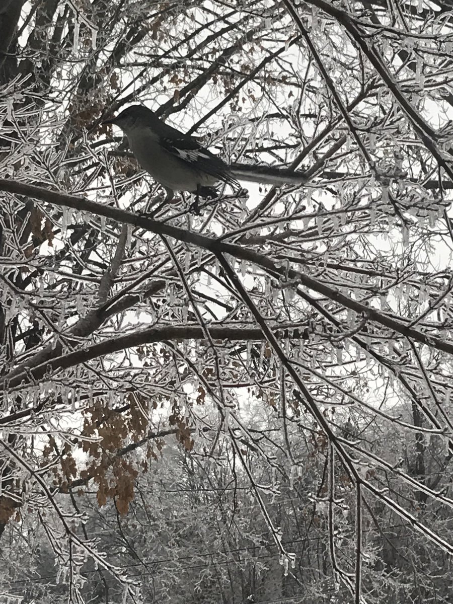 MsMiller_WES's tweet photo. ⁦In Bowling Green. ⁦@WBKOWeather⁩ ⁦@Main_Event_Wx⁩ ⁦@wxornotBG⁩ https://t.co/7NOJmr4mXC