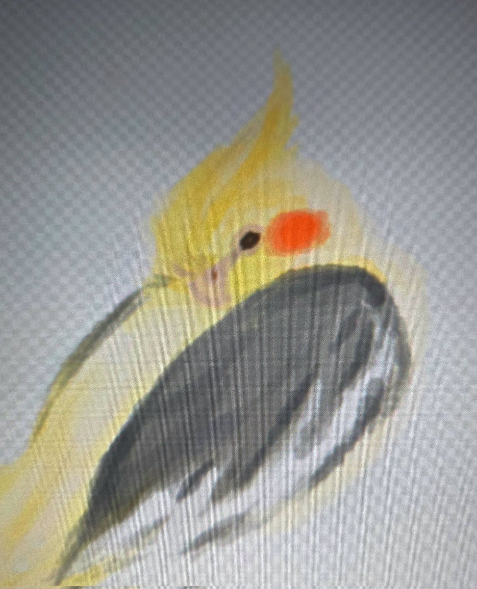 KBerryFields's tweet photo. Drew two of my feathered babies. Pomelo and Blueberry. 
💛🧡🤍🩶🩷
#birdowner https://t.co/7riAsngaka