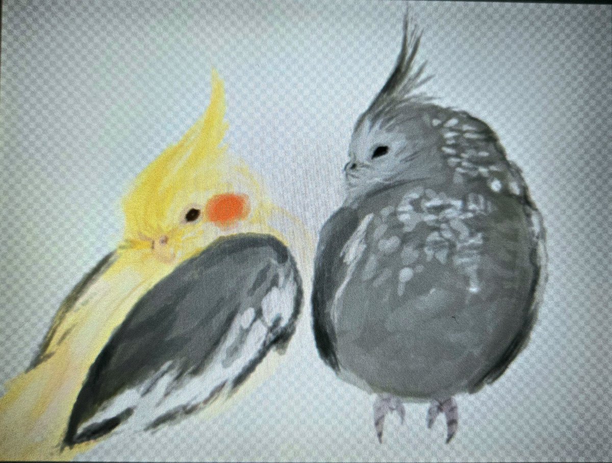KBerryFields's tweet photo. Drew two of my feathered babies. Pomelo and Blueberry. 
💛🧡🤍🩶🩷
#birdowner https://t.co/7riAsngaka