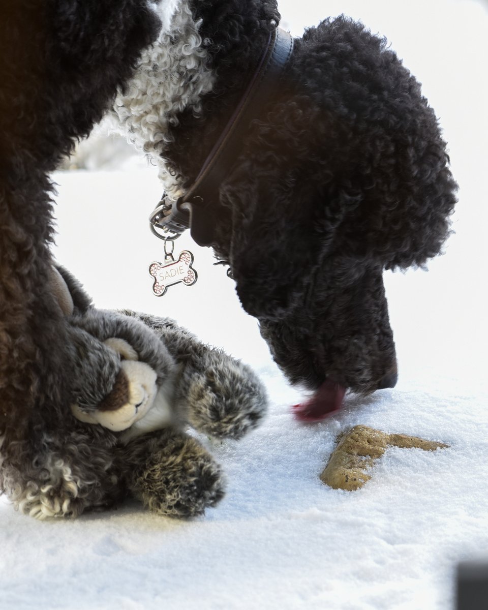 MrHolga's tweet photo. Somewhere at the #MrsHolga Bird & Butterfly Sanctuary we have an eastern bluebird and a parti poodle. Sadie needed to taste the snow.
#bird #bluebird #poodle #standardpoodle #partipoodle #snow https://t.co/qP2wRO3BbG