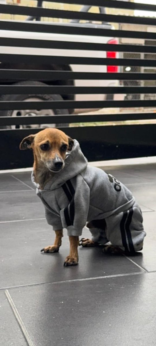 AndreaJArrati's tweet image. ¿Por qué no han adoptado todavía a Comino? 😐

Su “familia” lo abandonó en la perrera. Dicen que es un poco miedoso, quizás porque lo golpearon, pero inmensamente amoroso: no ladra, convive perfecto y es de energía baja. 

Está en Gualadajara 😍