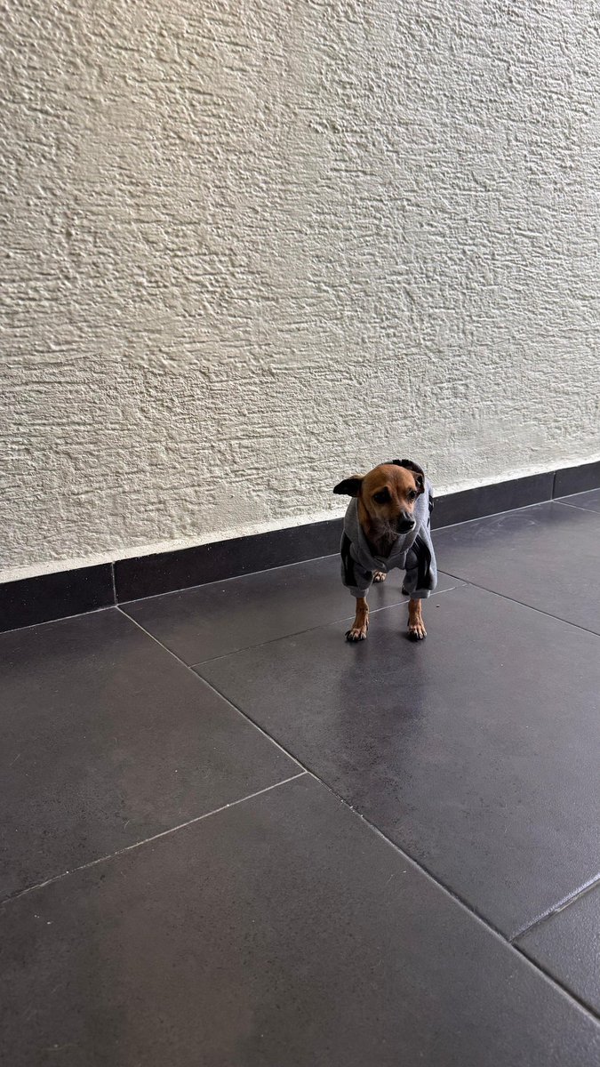 AndreaJArrati's tweet image. ¿Por qué no han adoptado todavía a Comino? 😐

Su “familia” lo abandonó en la perrera. Dicen que es un poco miedoso, quizás porque lo golpearon, pero inmensamente amoroso: no ladra, convive perfecto y es de energía baja. 

Está en Gualadajara 😍