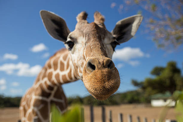 INTEGRITY_4U's tweet photo. Cute Giraffe https://t.co/hh2JEGbQy6